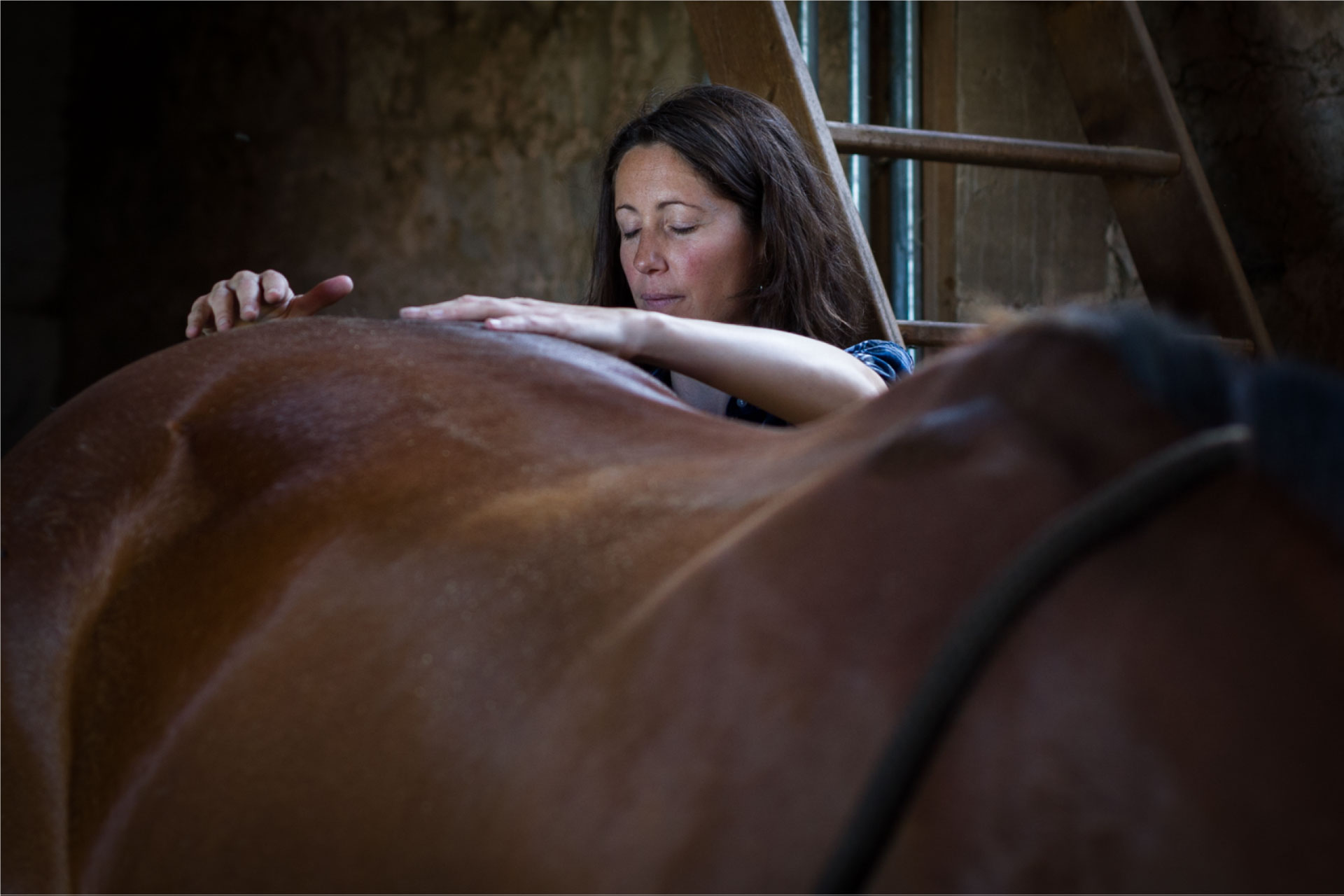 equicoaching-blue-horse