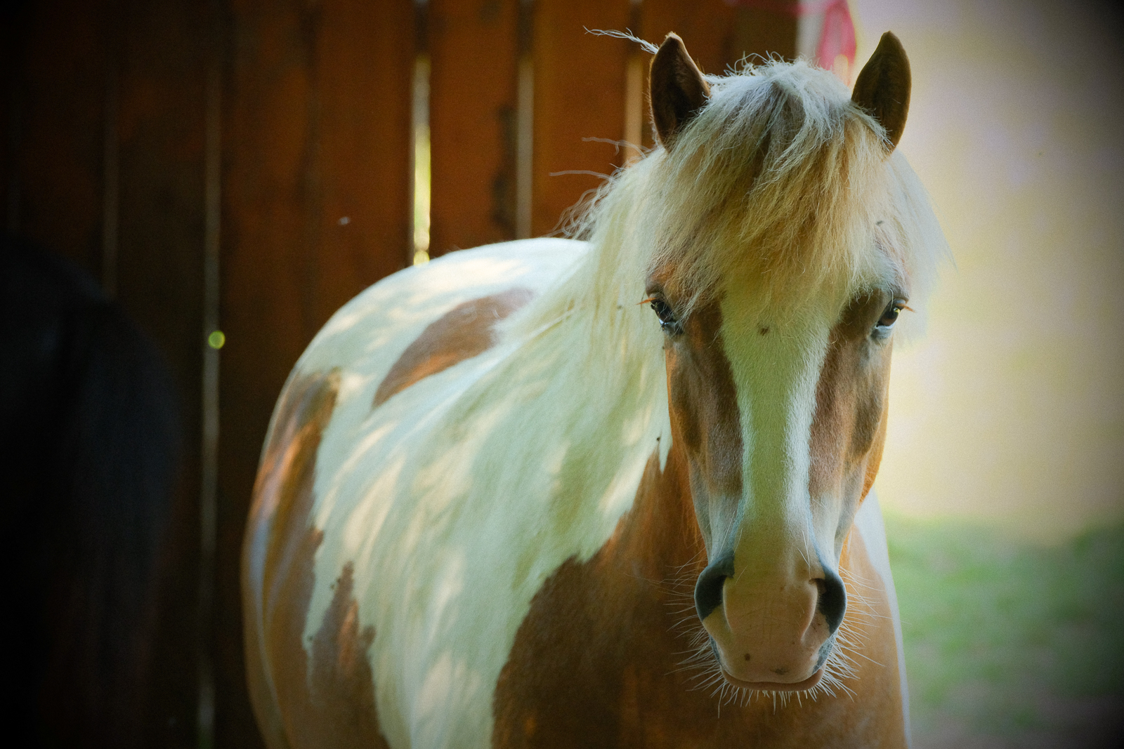 coach-avec-le-cheval